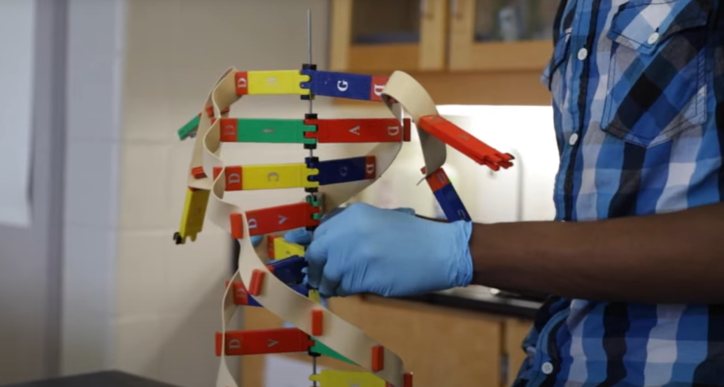 Student works on model with medical gloves on