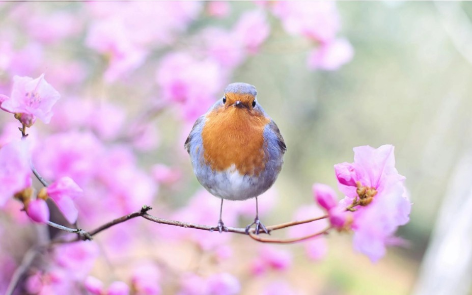 Bird with face brown chest and blue-grey crown and body feathers standing on a branch of a tree with pink Spring blossoms starting straight at the camera