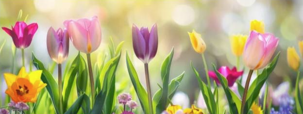 Image of yellow daffodils and pink and purple tulips basking in the glow of the sunshine to signify Springtime