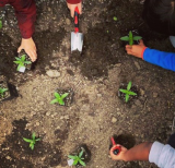 planting